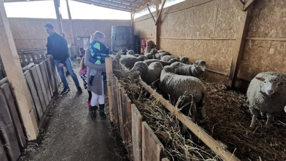 Dimitrijevići imaju farmu francuskih ovaca