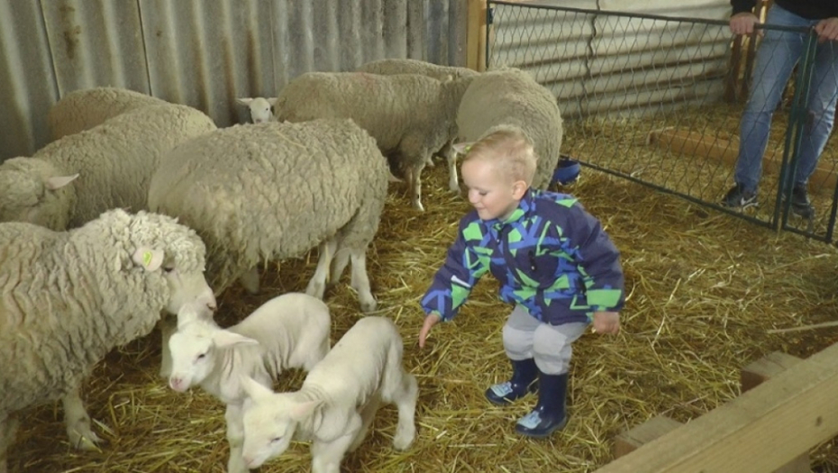 Dimitrijevići imaju farmu francuskih ovaca