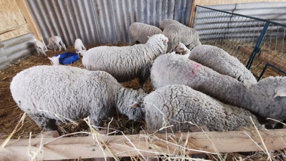 Dimitrijevići imaju farmu francuskih ovaca