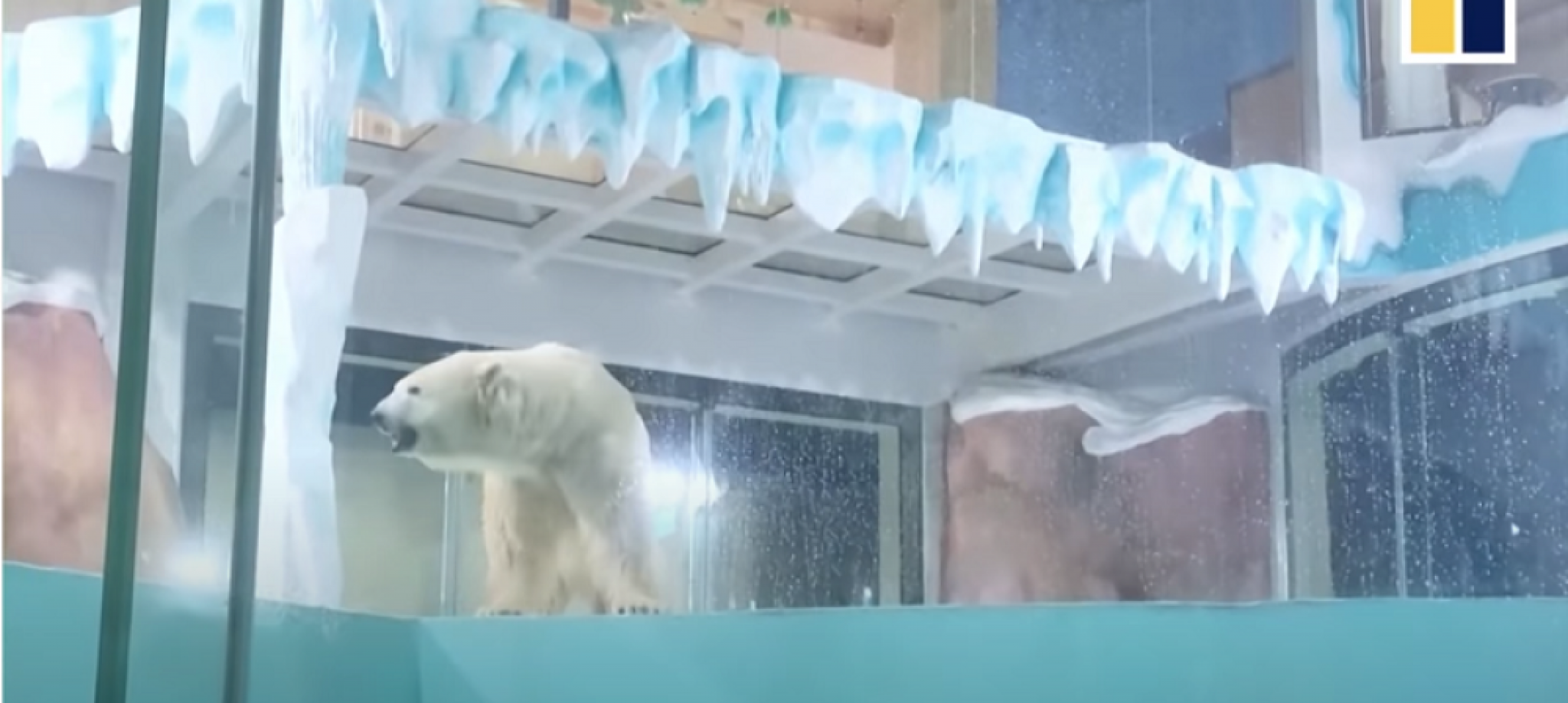 medved, polarni medved, hotel