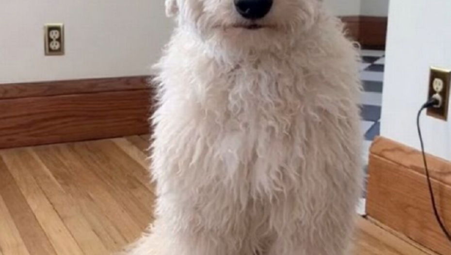 pas, ljubimac, ljubav