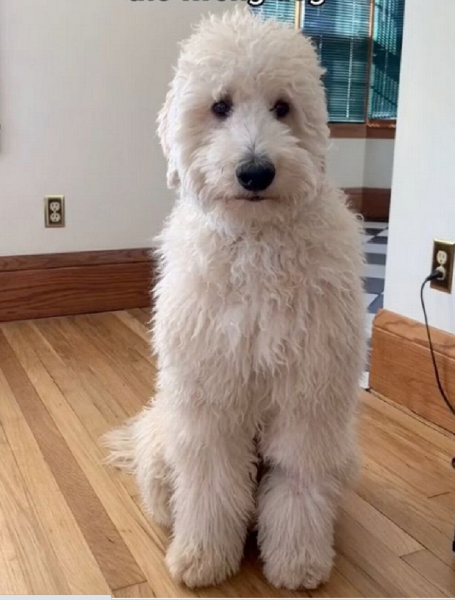 pas, ljubimac, ljubav