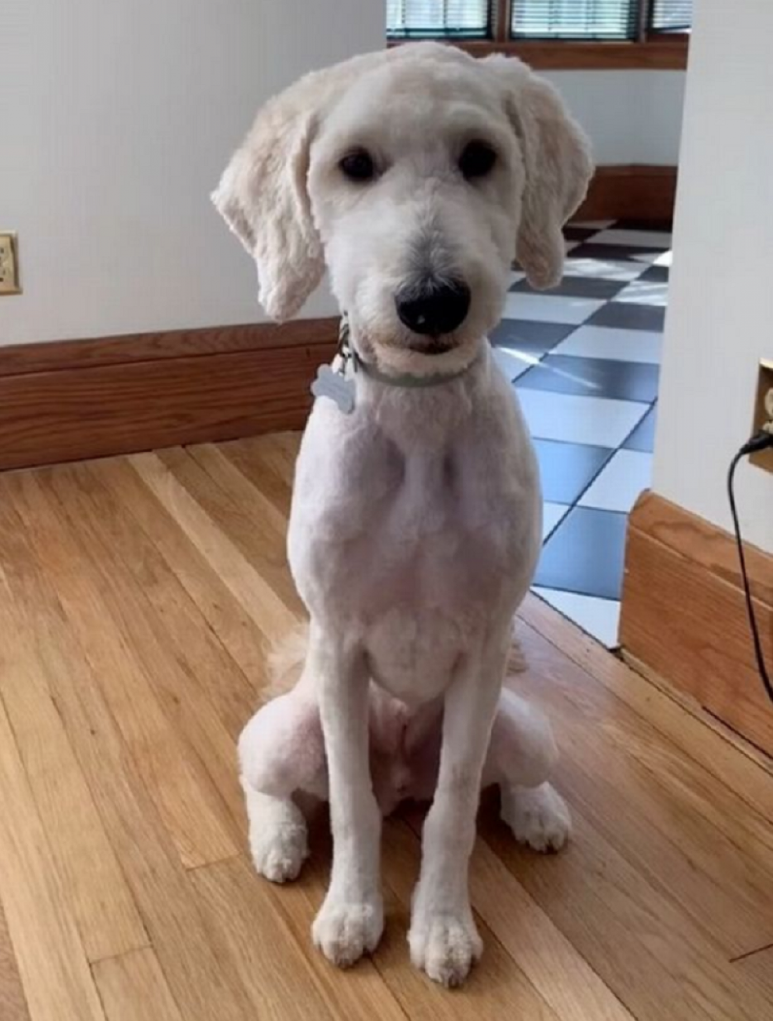 pas, ljubimac, ljubav