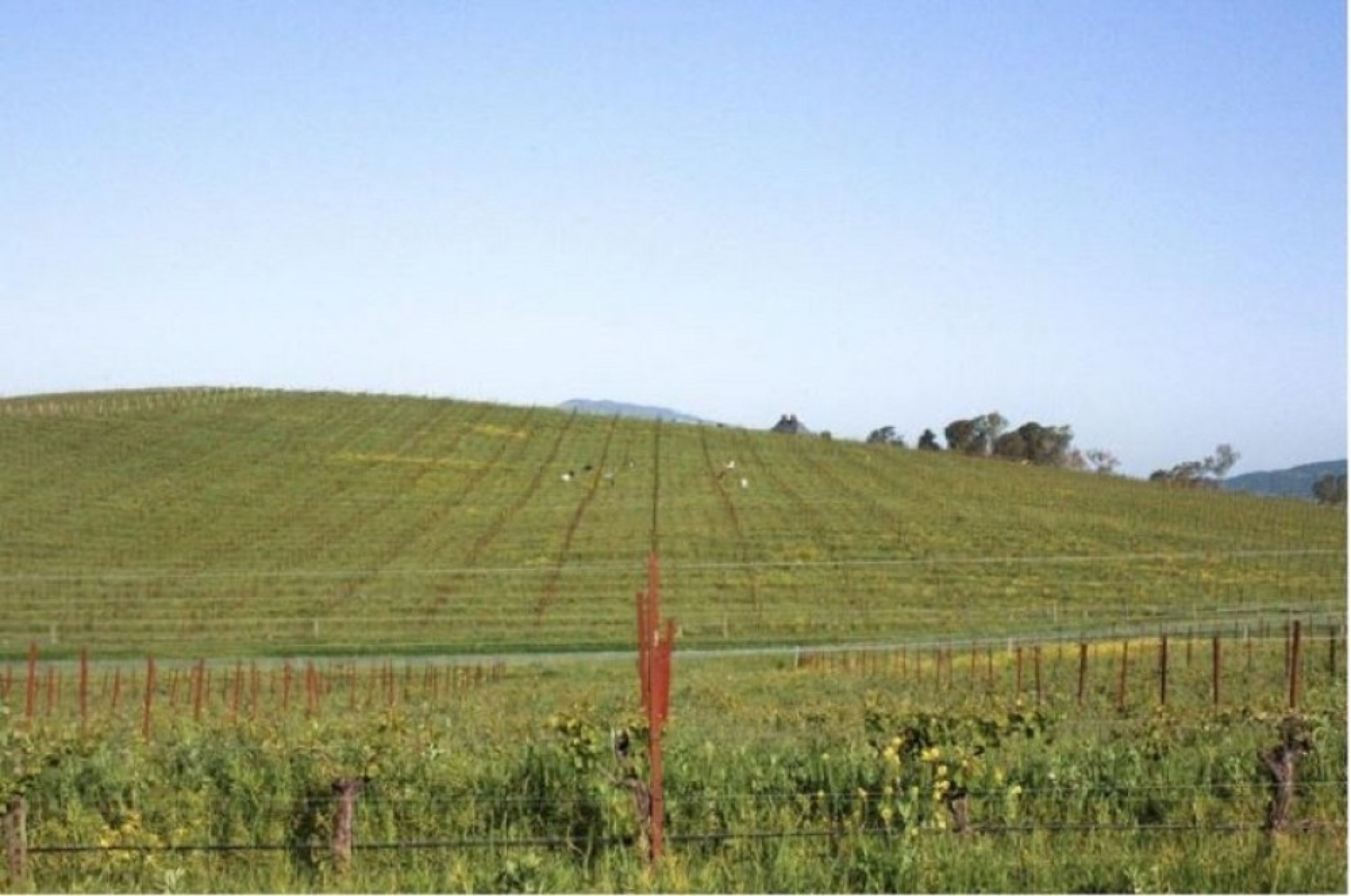 windows pozadina, brdo, vinograd