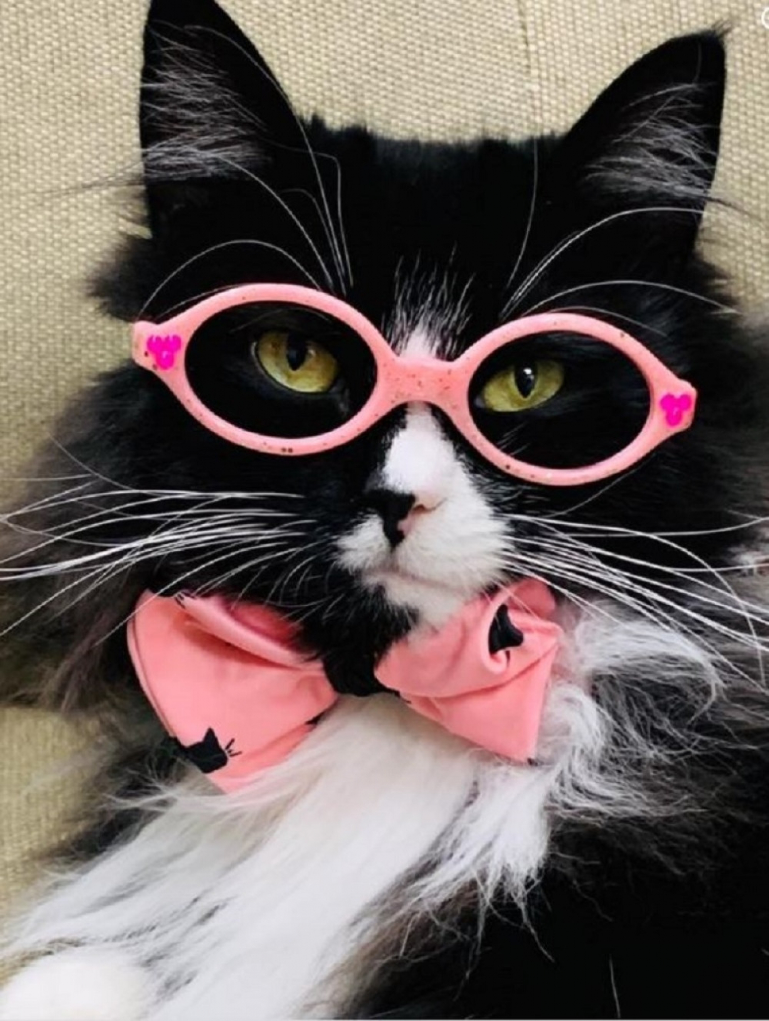 mačak, mačka sa naočarima