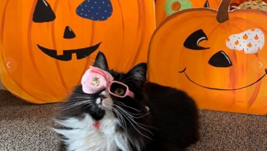 mačak, mačka sa naočarima