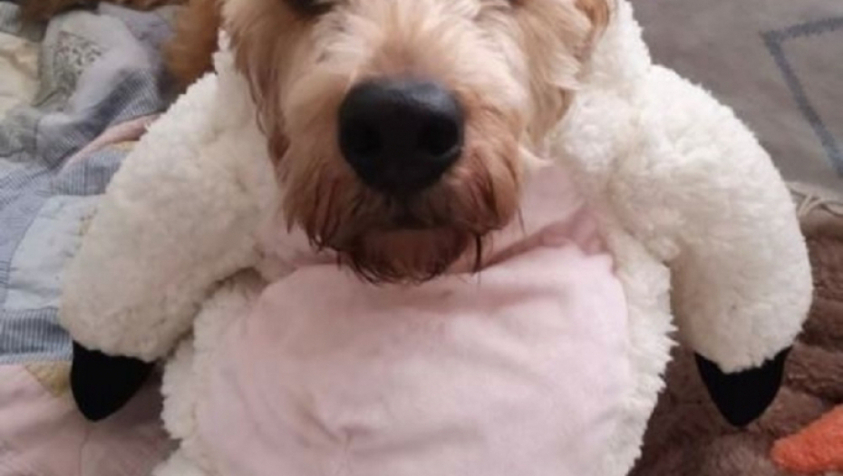 pas, ljubimac, ljubav