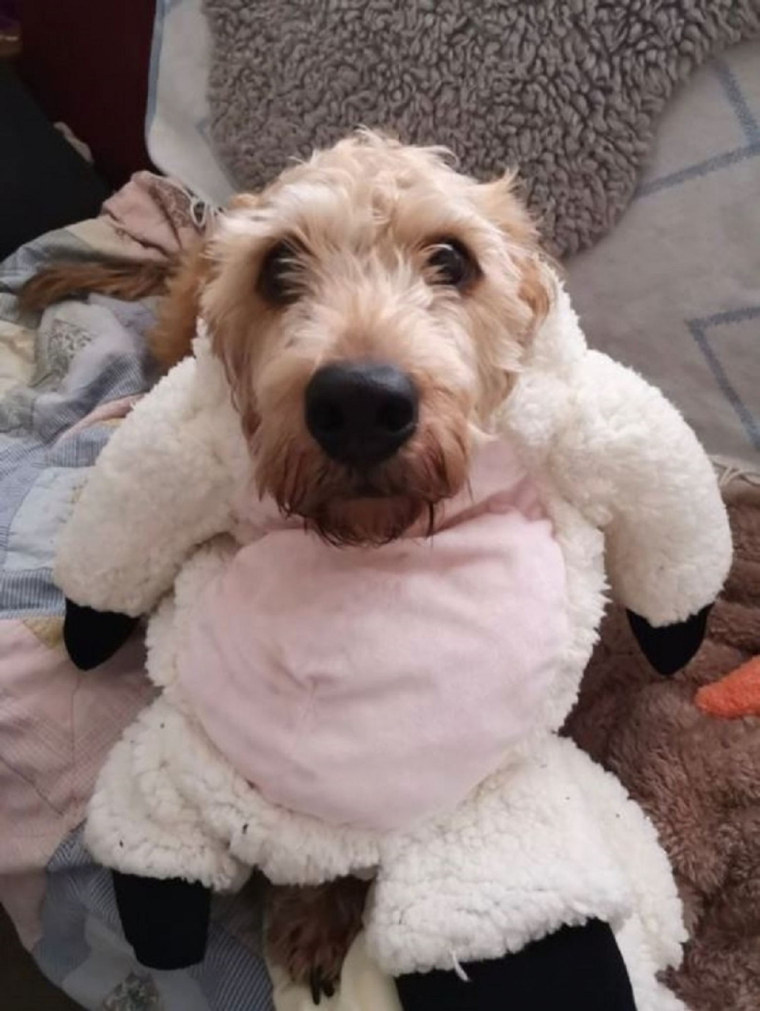 pas, ljubimac, ljubav