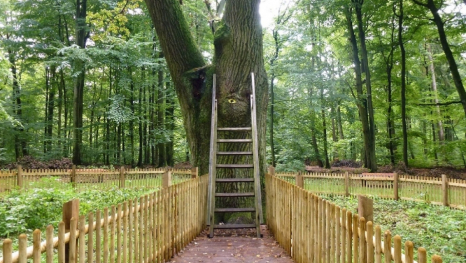 mladoženjino drvo, nemačka, pismo