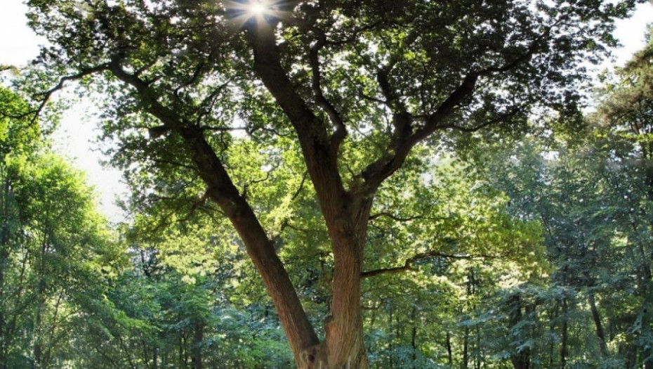 mladoženjino drvo, nemačka, pismo