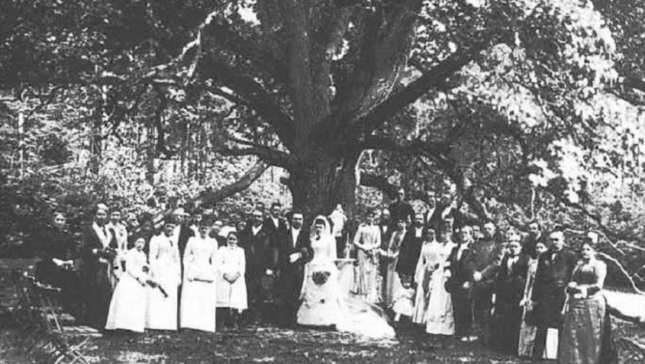 mladoženjino drvo, nemačka, pismo