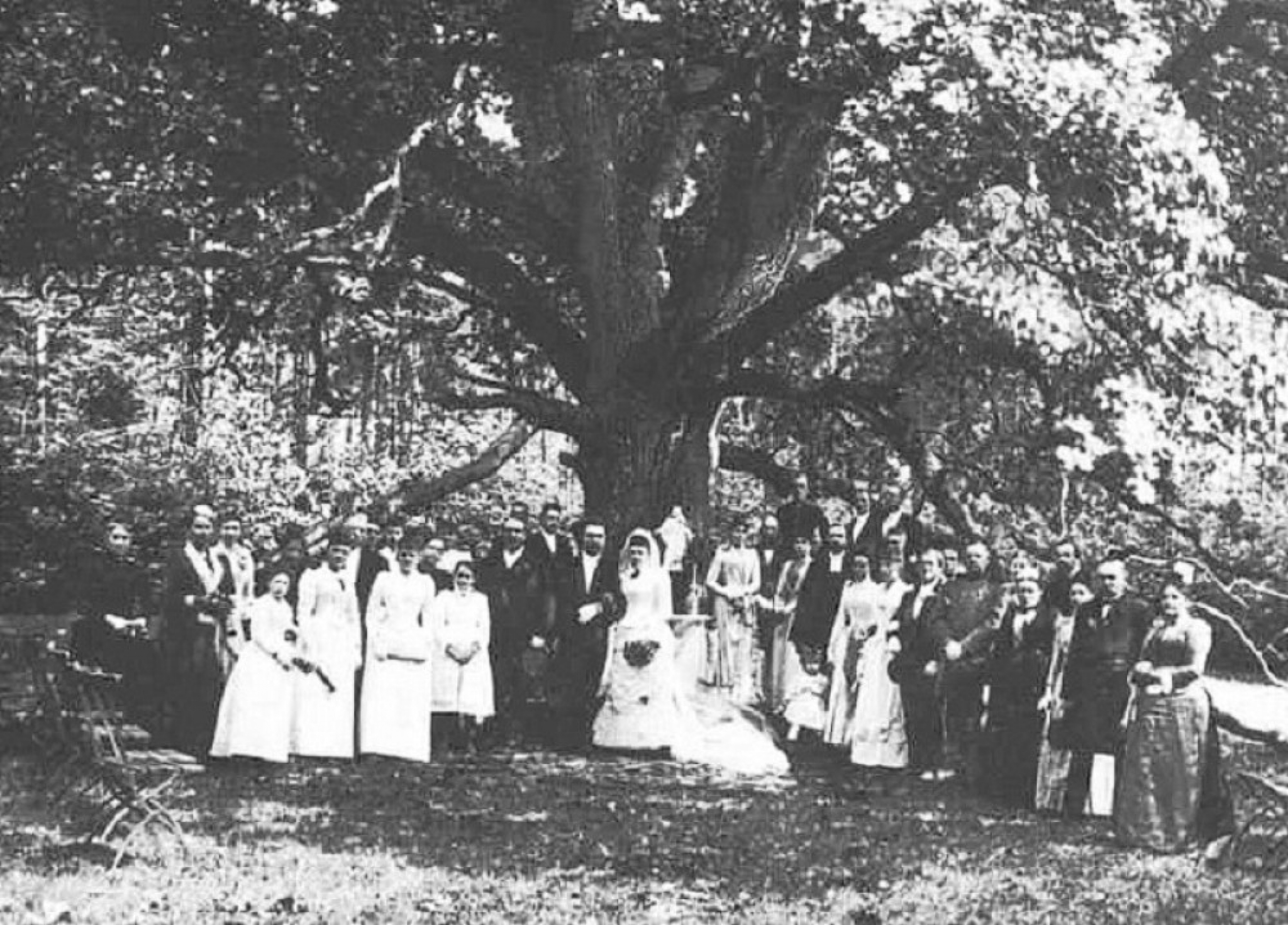 mladoženjino drvo, nemačka, pismo