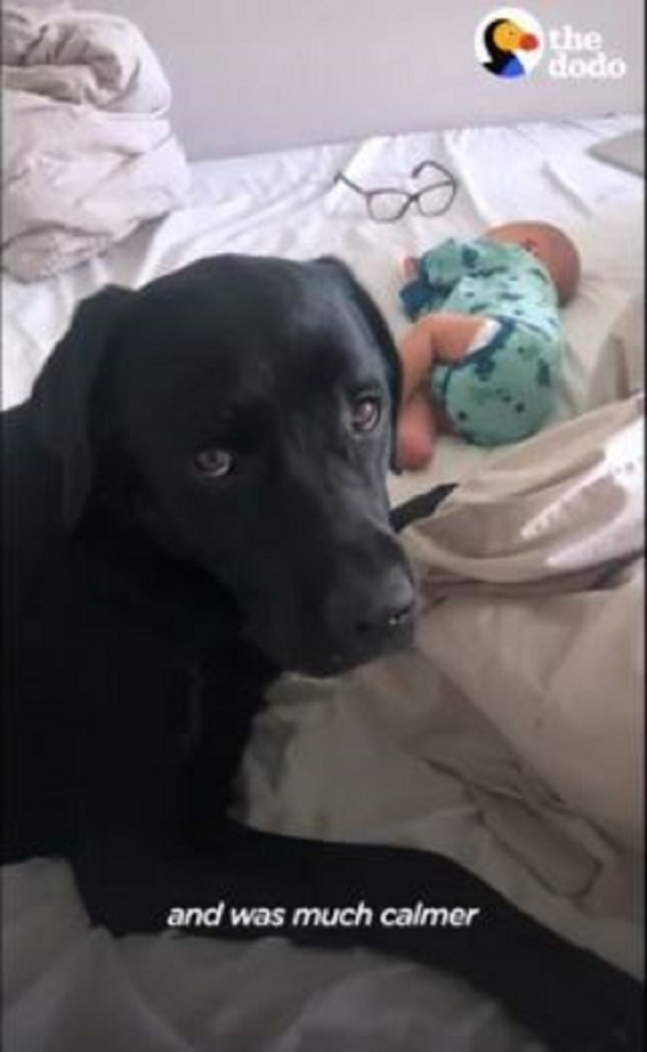 pas, beba, prijatelji