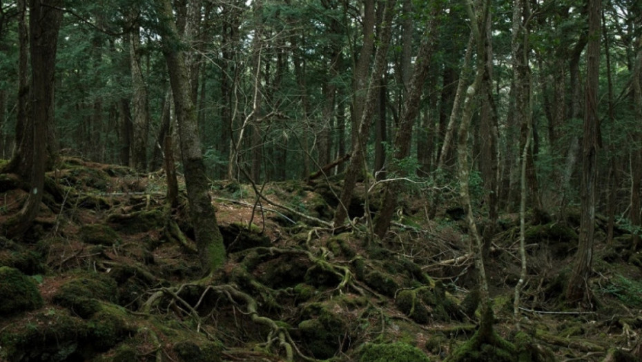 Aokigahara, japan, sablasna šuma