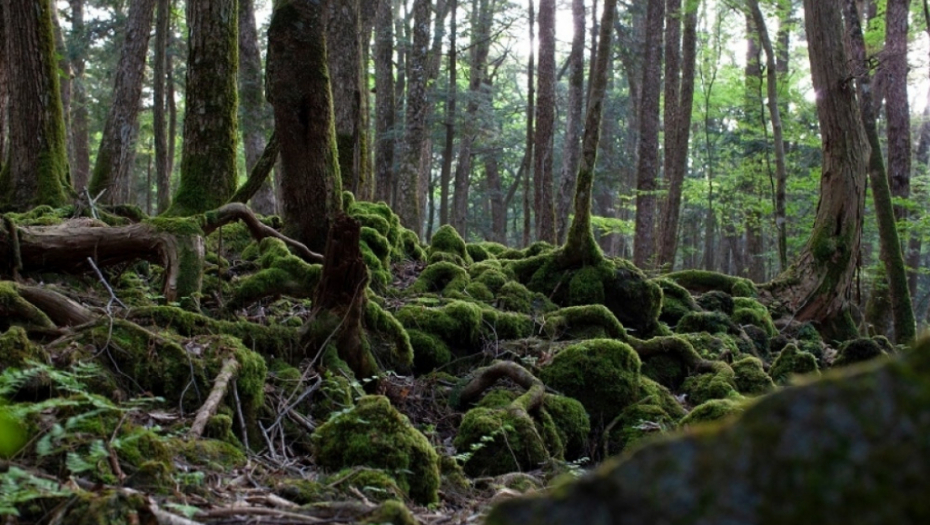 Aokigahara, japan, sablasna šuma