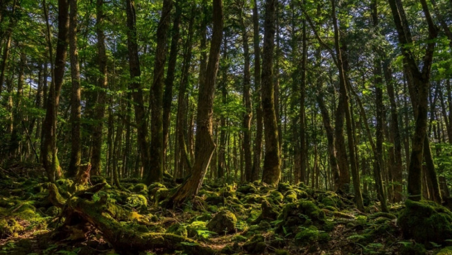 Aokigahara, japan, sablasna šuma