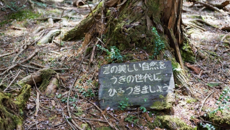 Aokigahara, japan, sablasna šuma