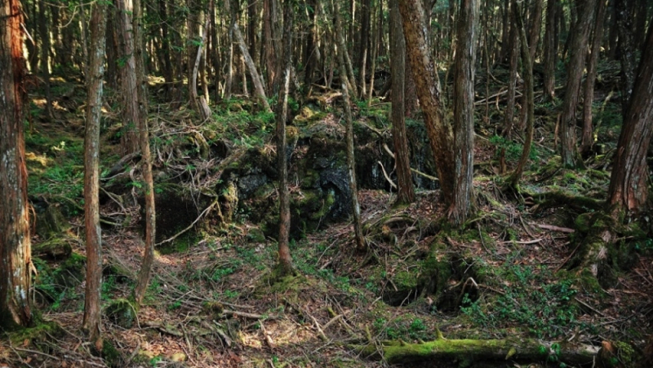 Aokigahara, japan, sablasna šuma