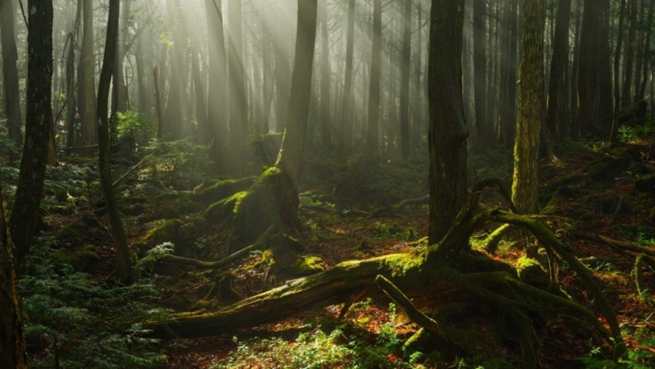 Aokigahara, japan, sablasna šuma