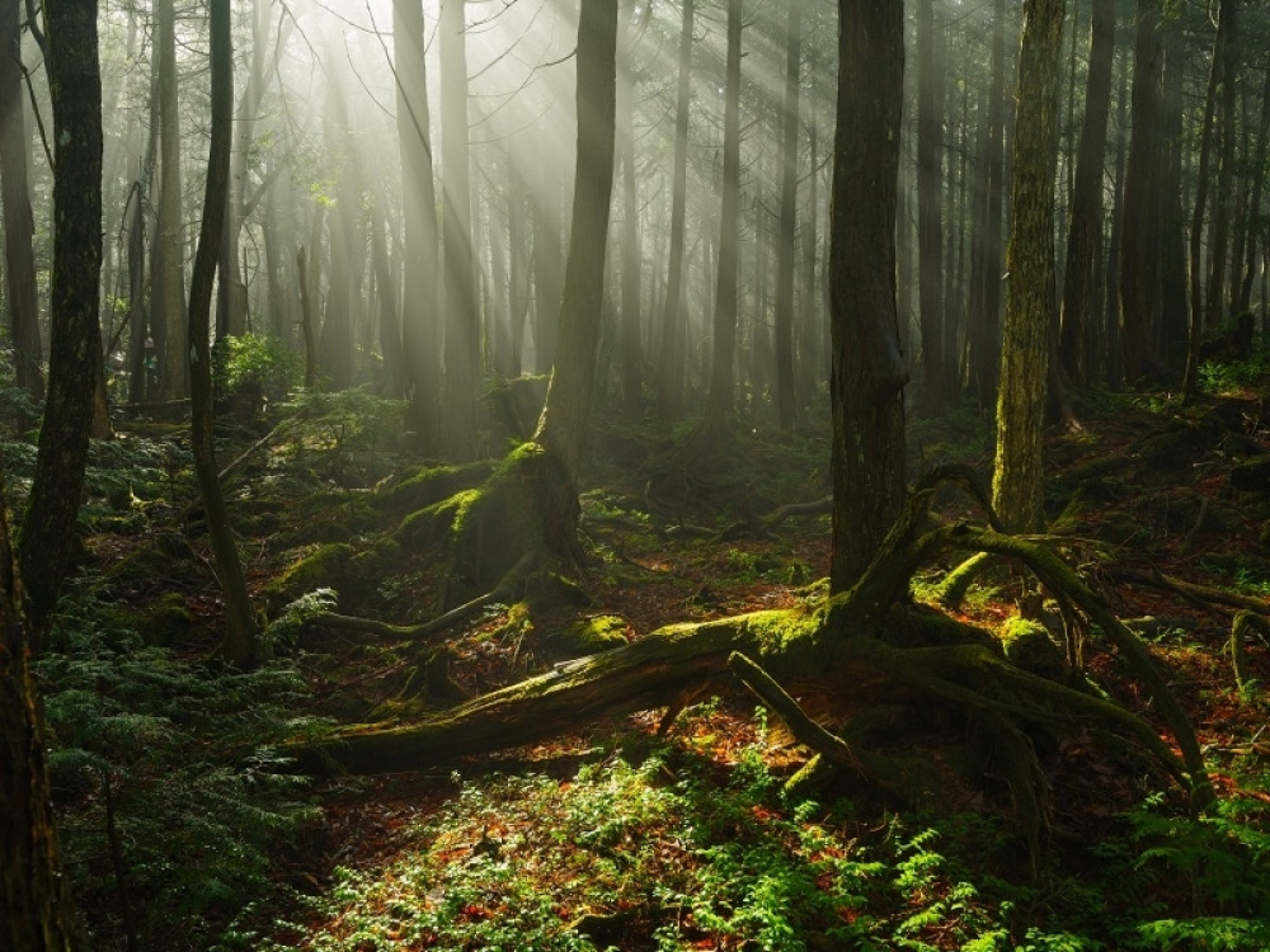 Aokigahara, japan, sablasna šuma