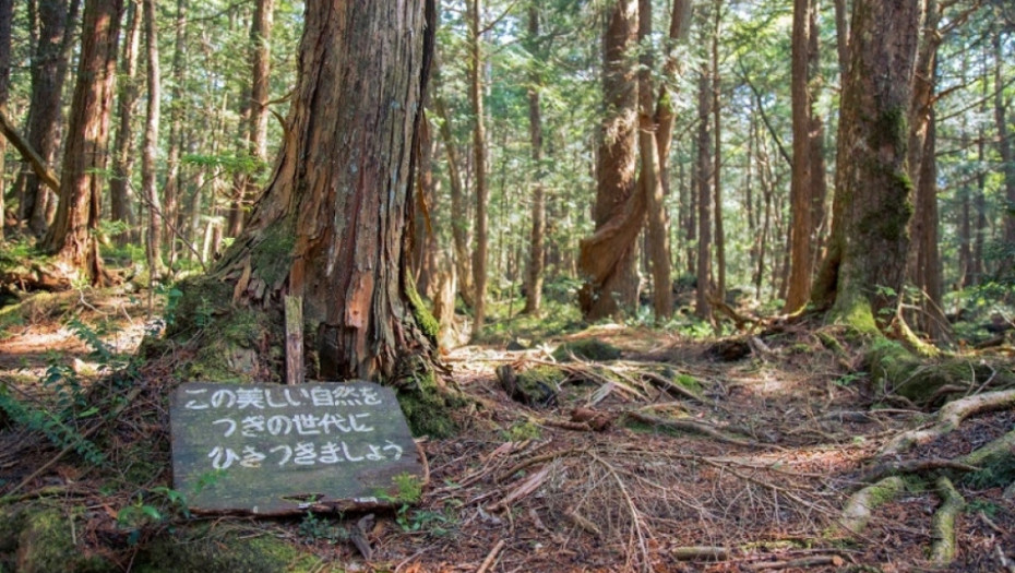 Aokigahara, japan, sablasna šuma