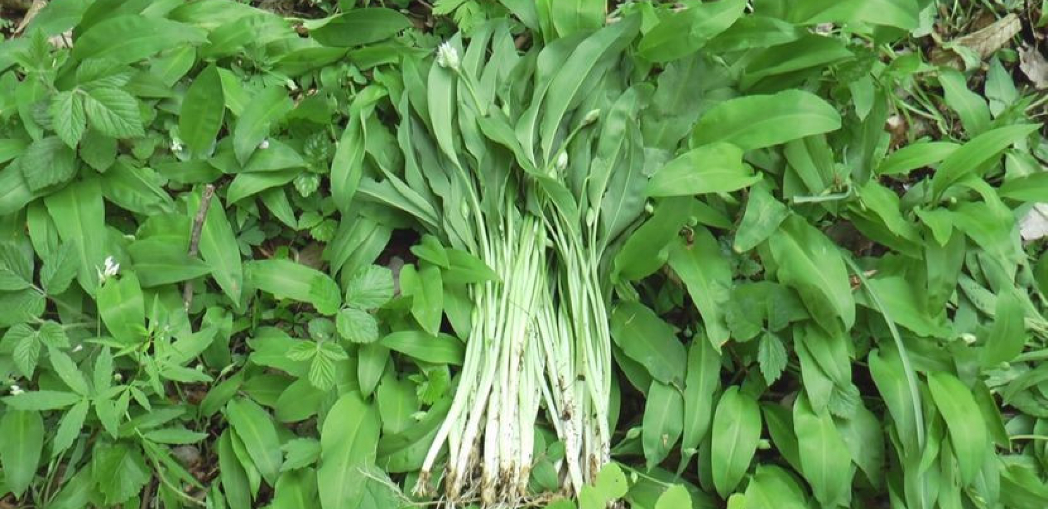 U SRBIJI JE ZABRANJENO DA SE BERE Čuveni travar Antonijević tvrdi da je ova biljka najbolji čistač organizma od otrova