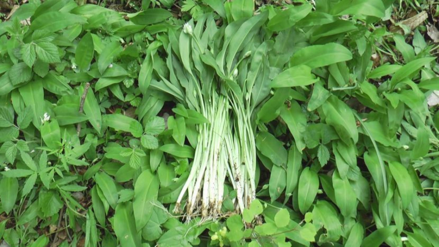 TRAVARI JE VEKOVIMA KORISTE 