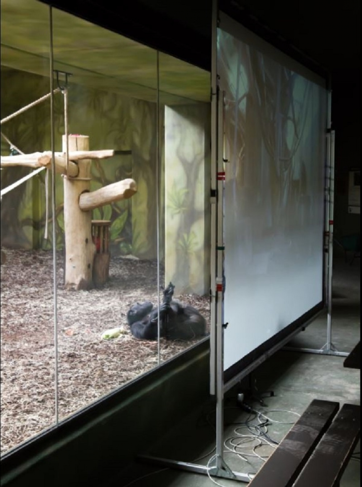 majmuni, šimpanze, zoovrt