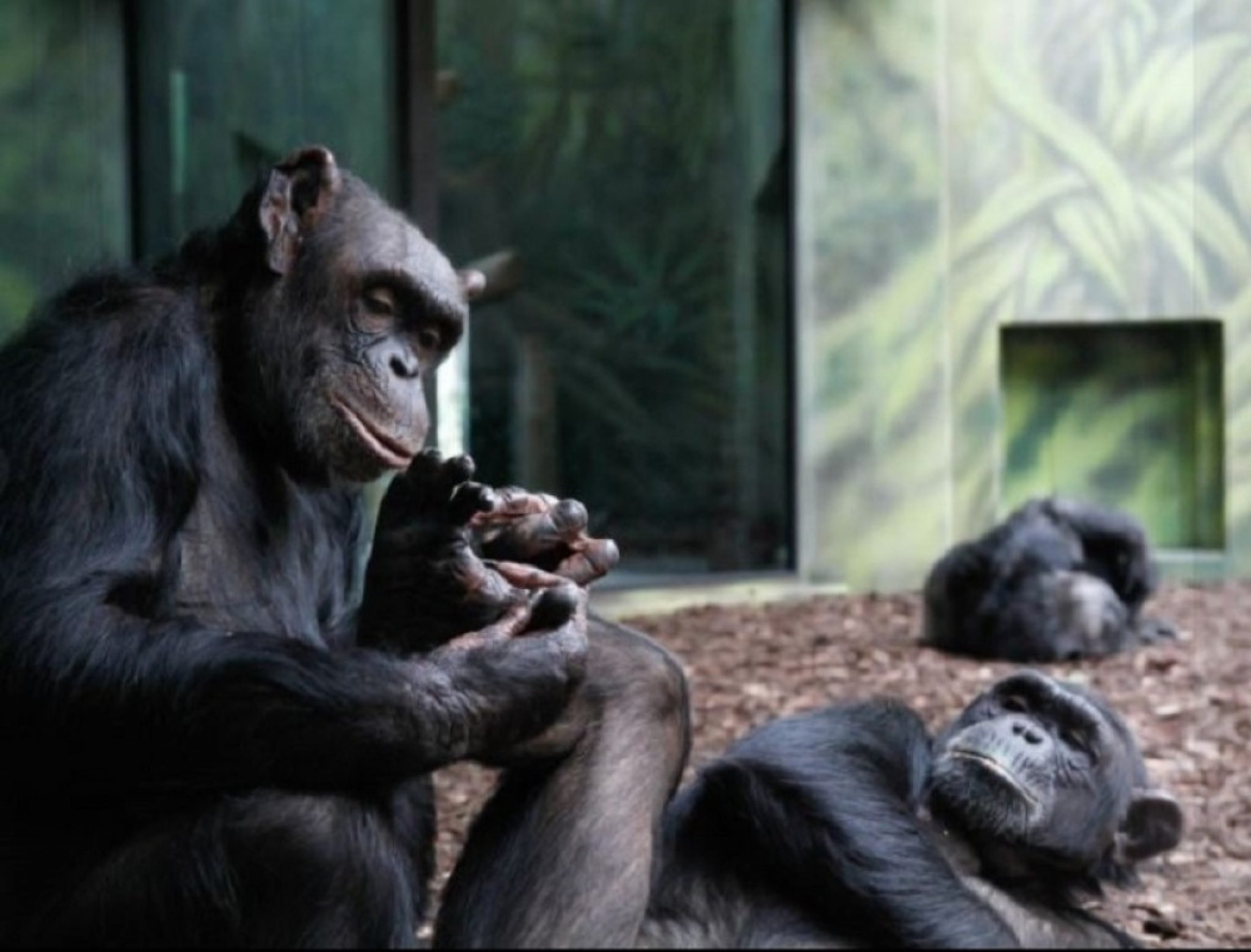 majmuni, šimpanze, zoovrt