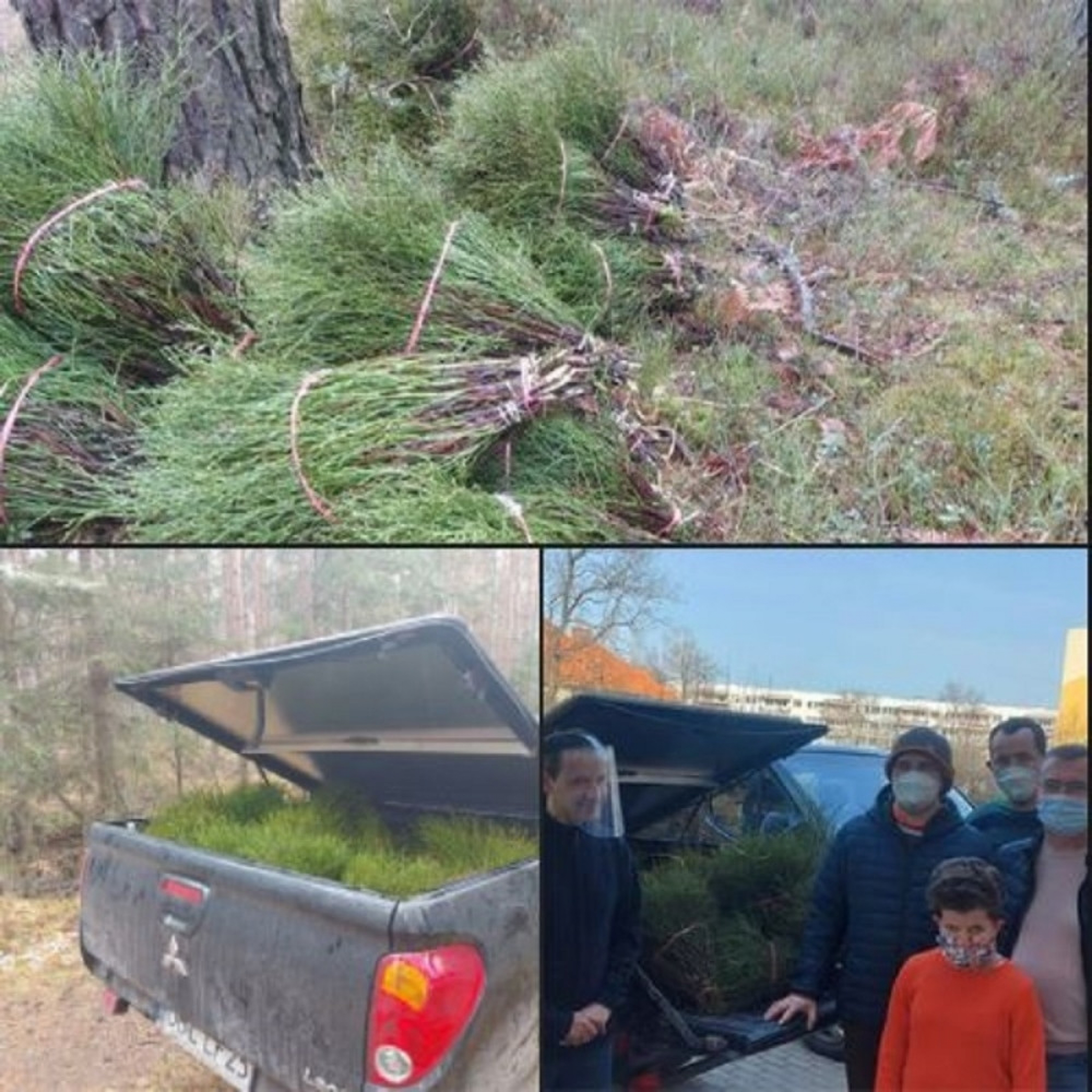 krađa grmlja, borovnice