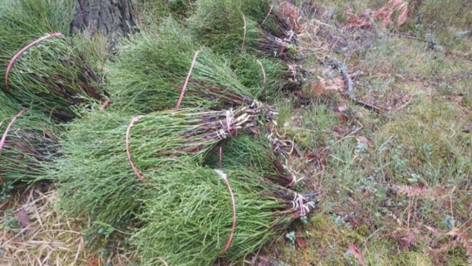 krađa grmlja, borovnice