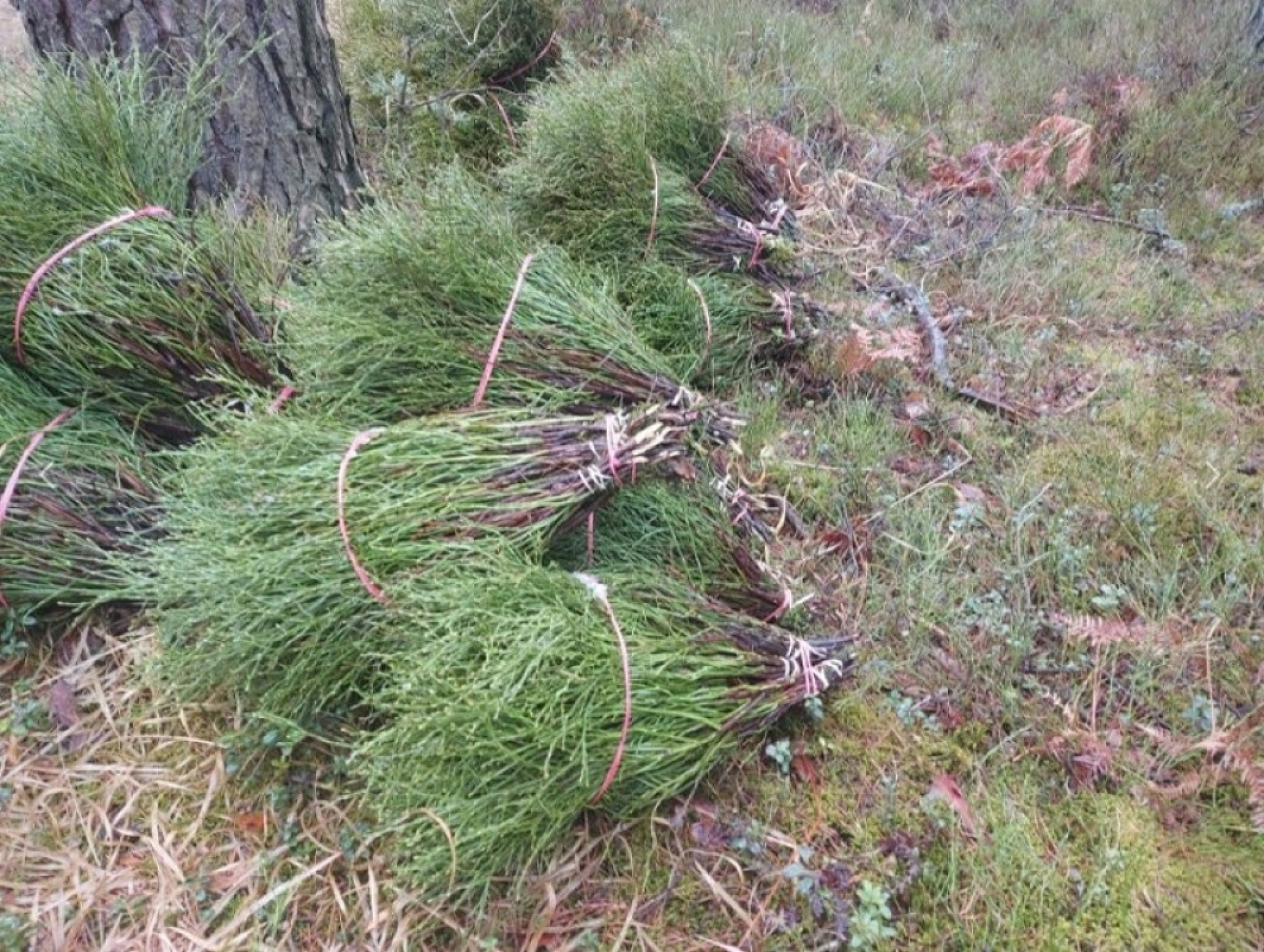 krađa grmlja, borovnice