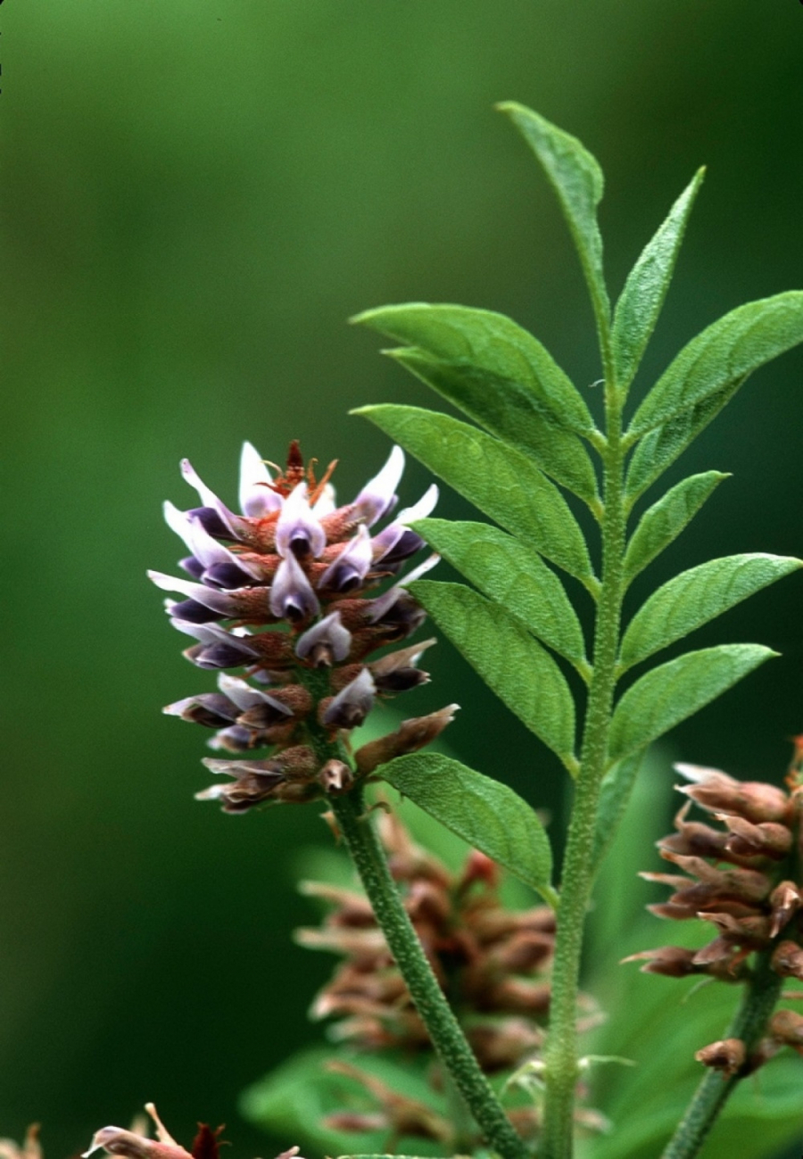 Kad čujete šta DOKTOR NESTOROVIĆ kaže za LEK koji jača celo telo, štiti od bolesti, čisti organizam, odmah ćete početi da ga koristite (RECEPTI)