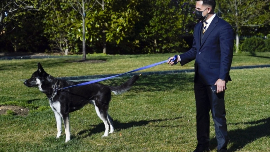 pas, ljubimac, bajdenov pas