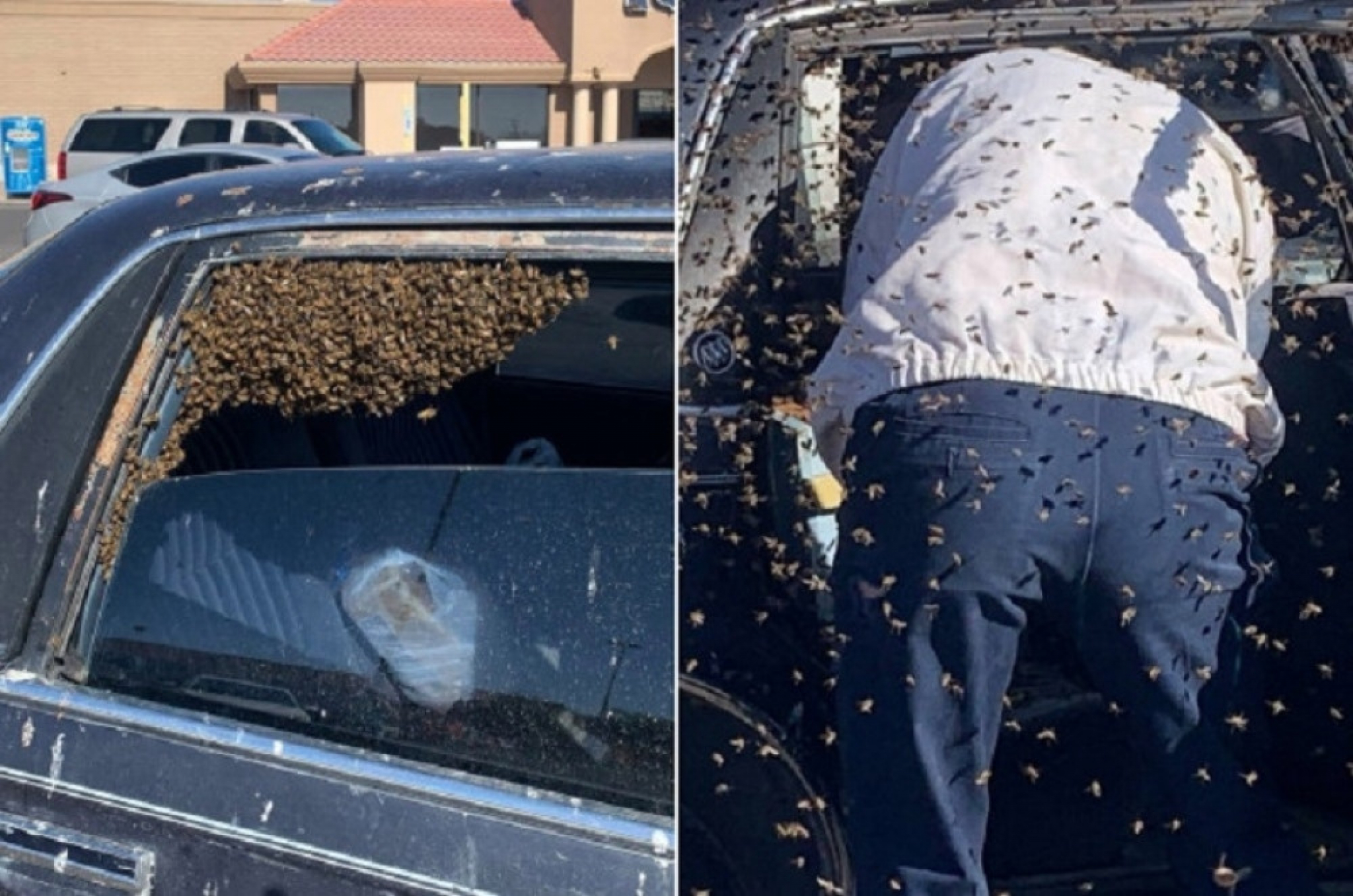 pčelar, vatrogasac, roj pčela