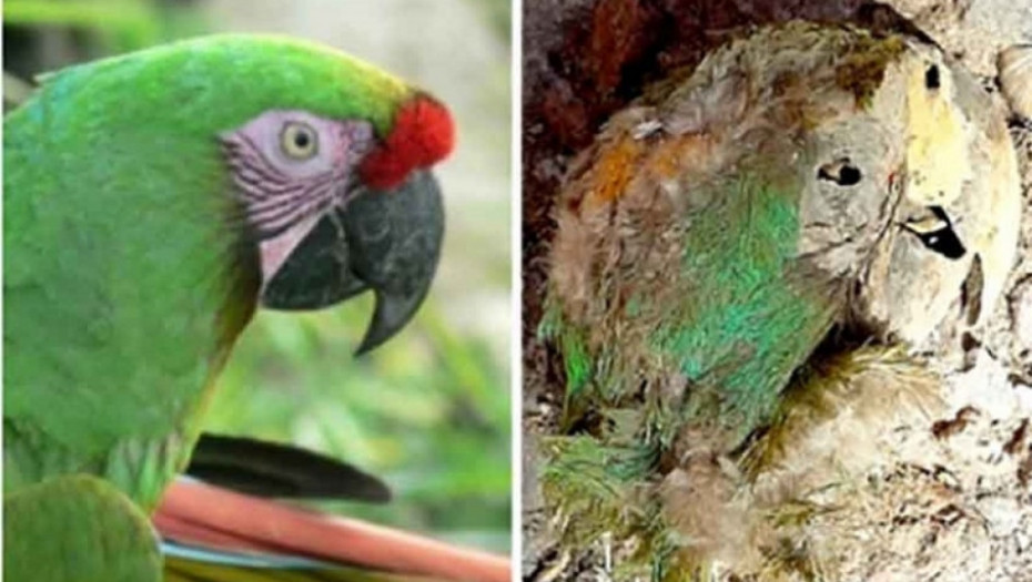 mumificirani papagaj