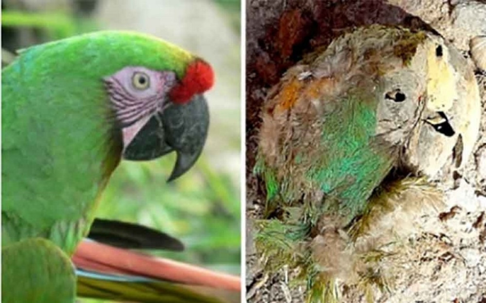 mumificirani papagaj