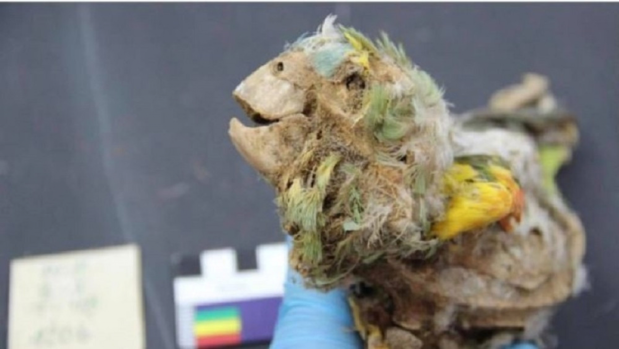 mumificirani papagaj