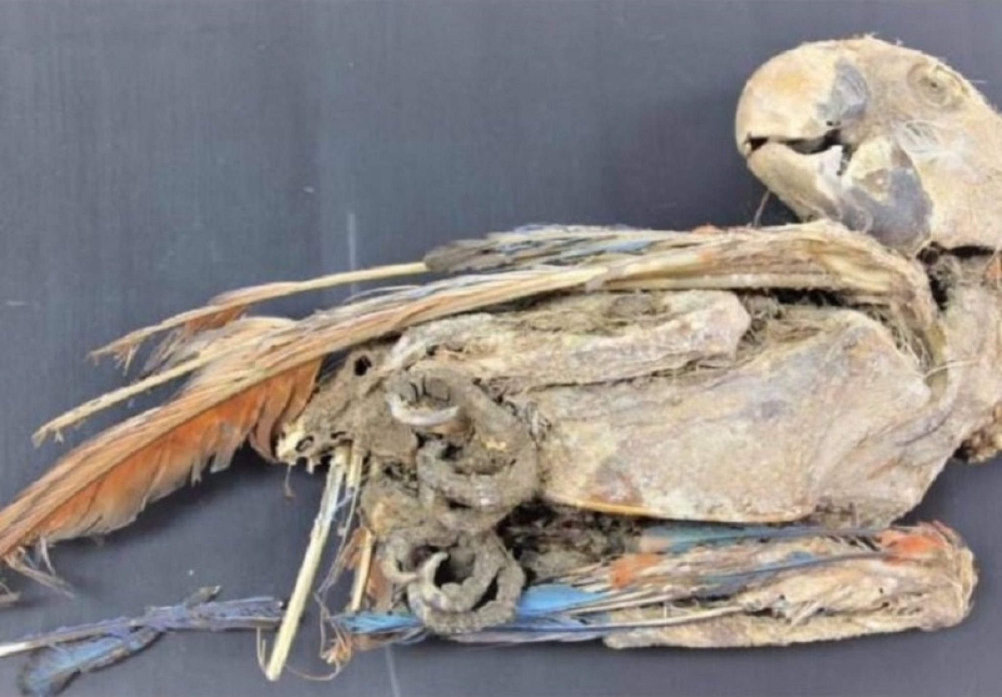 mumificirani papagaj