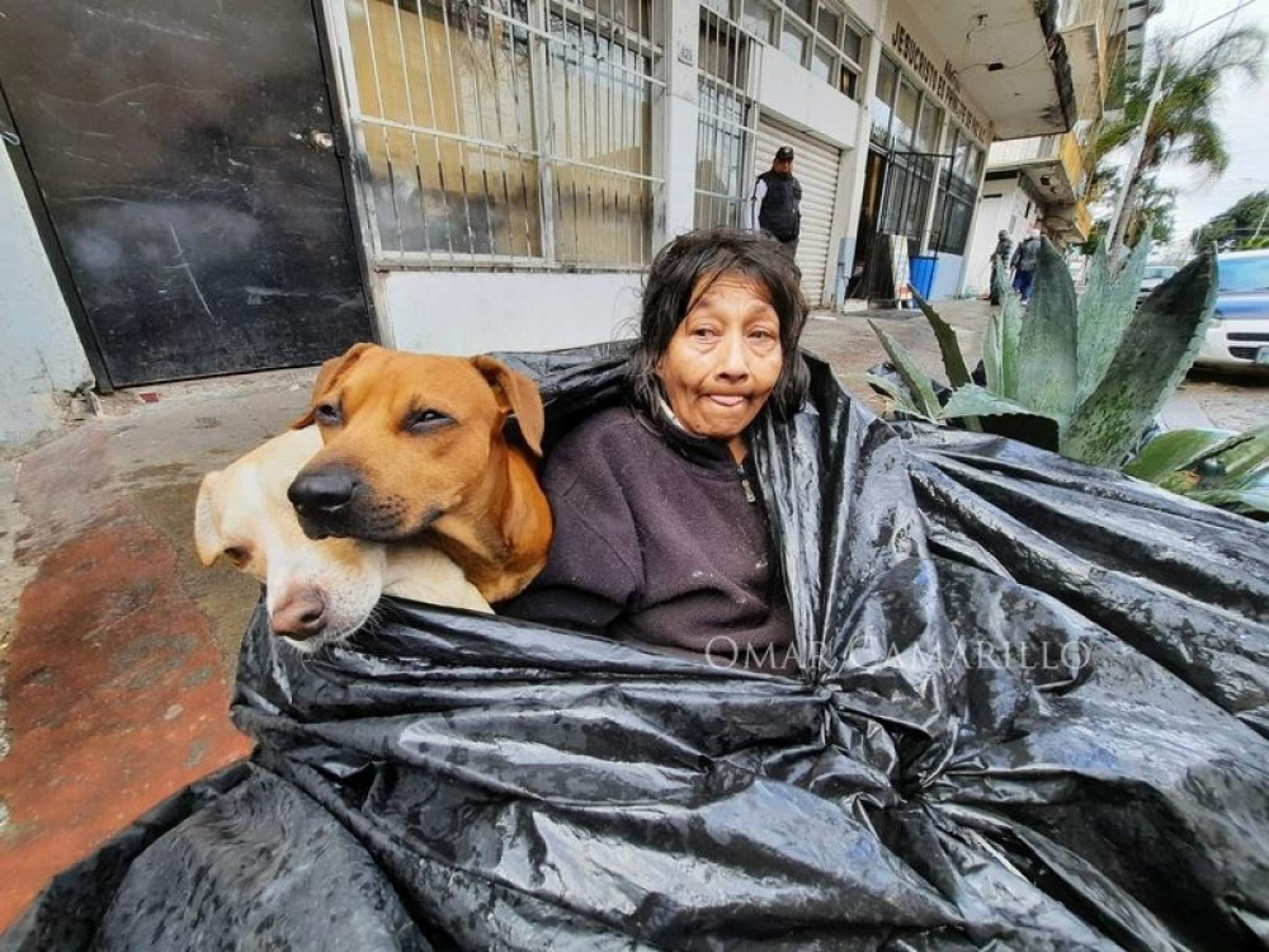 beskućnik, čovek i psi