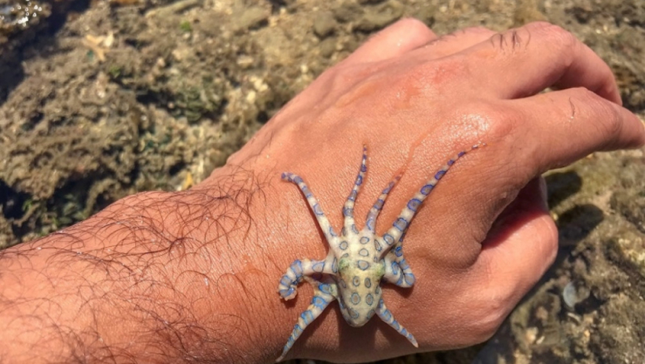 hobotnica, plava hobotnica, otrovna životinja