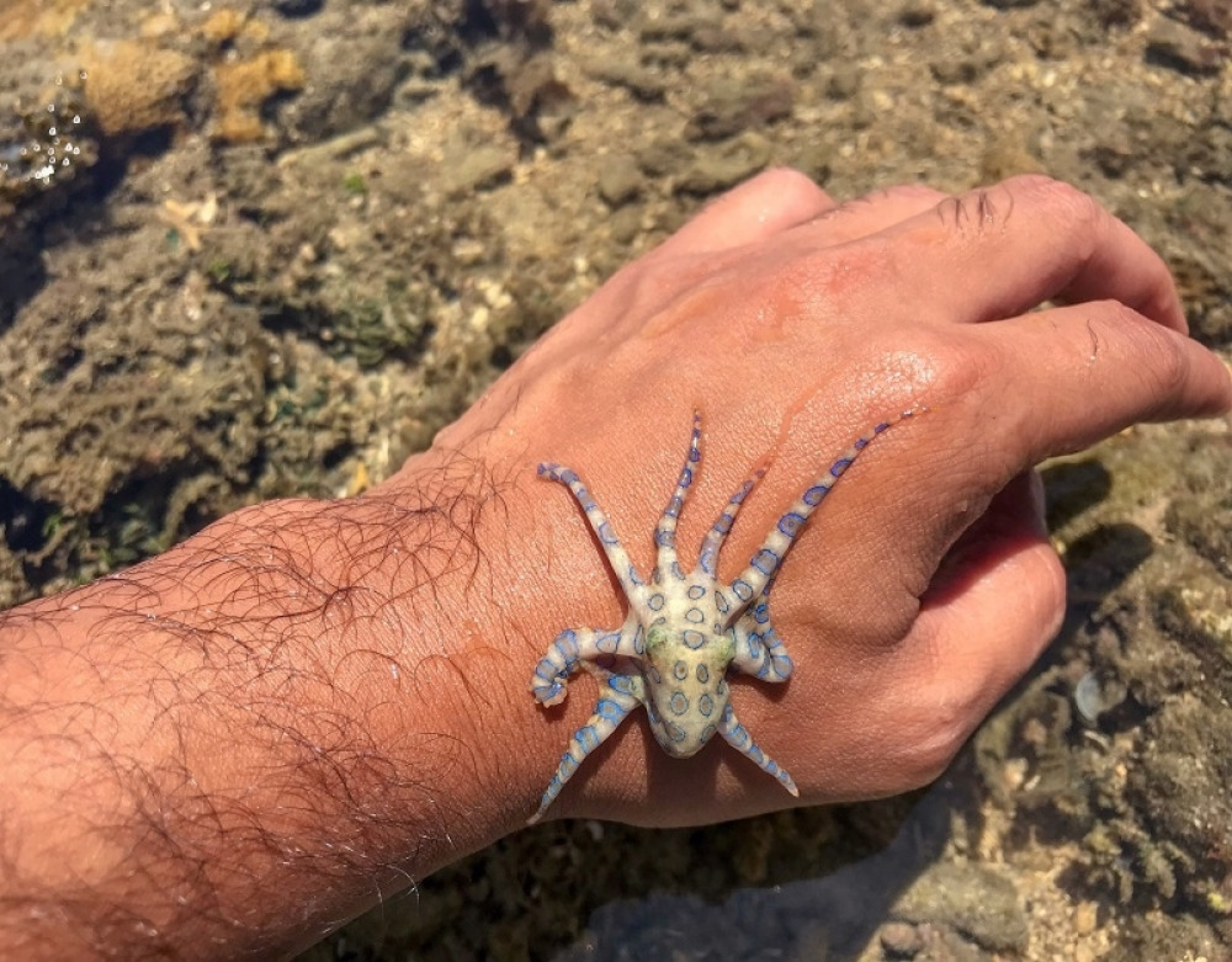 hobotnica, plava hobotnica, otrovna životinja