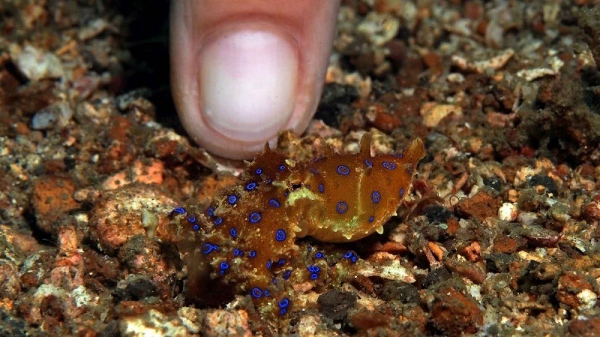 hobotnica, plava hobotnica, otrovna životinja