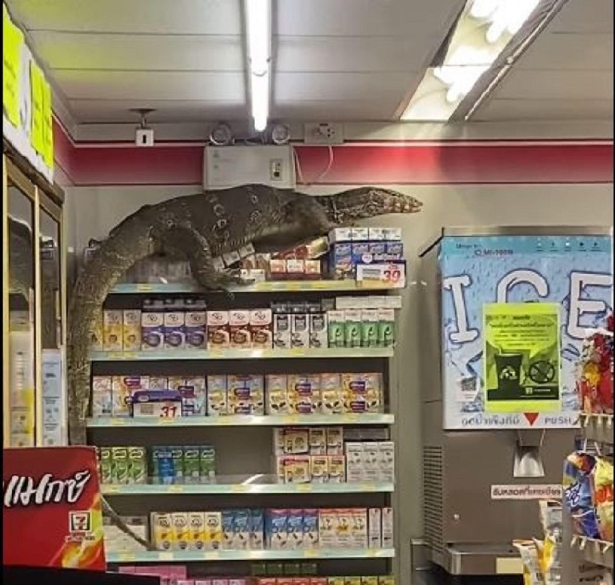 gušter, gušter u prodavnici