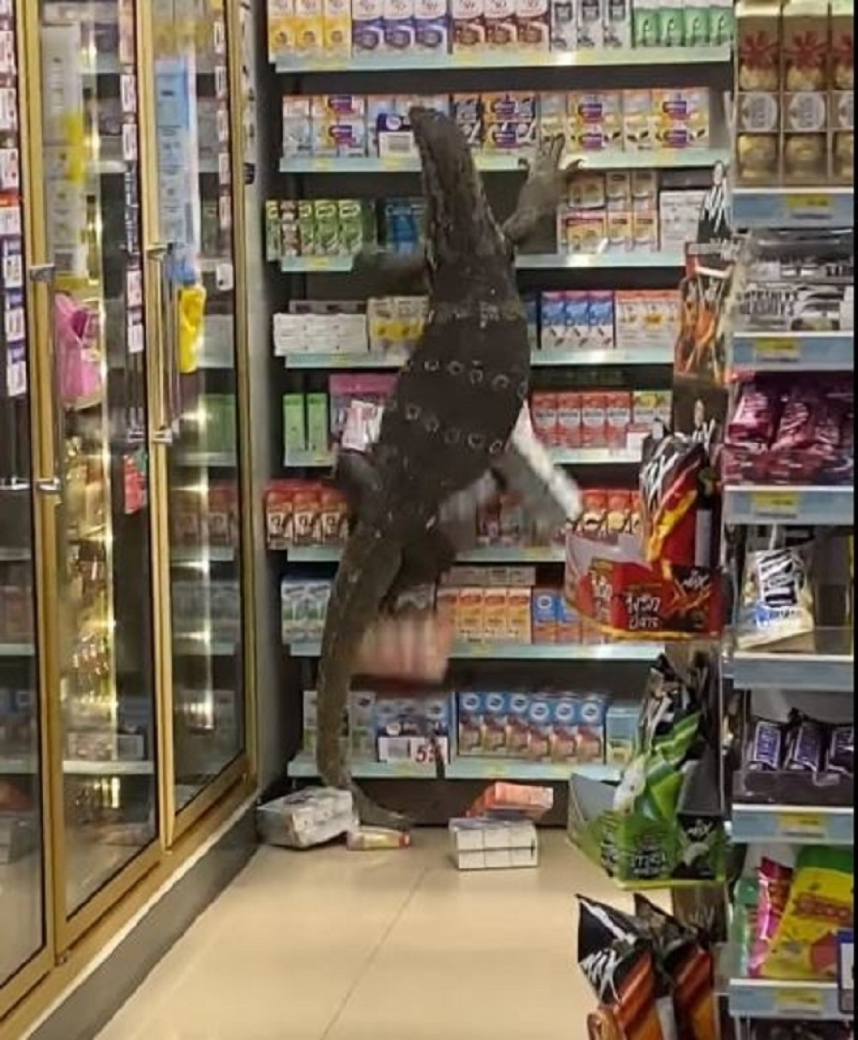 gušter, gušter u prodavnici