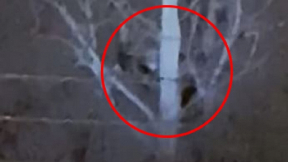 majmuni, video snimak