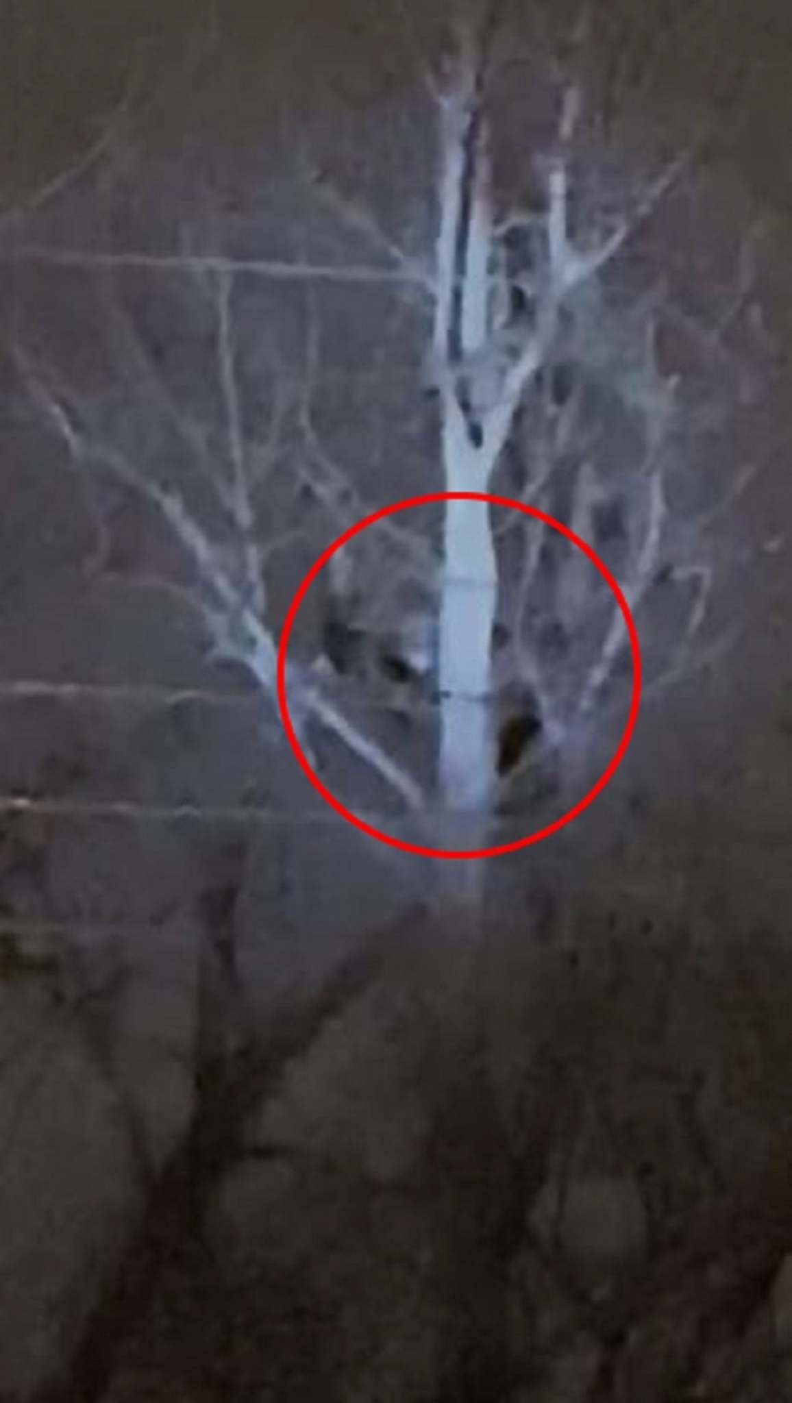 majmuni, video snimak