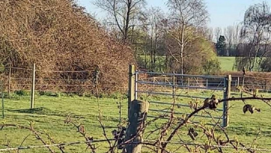 NOVA IGRA "PRONAĐI PTICU" Ova viralna optička varka koja kruži internetom izluđuje korisnike jer niko ne vidi to što se traži!