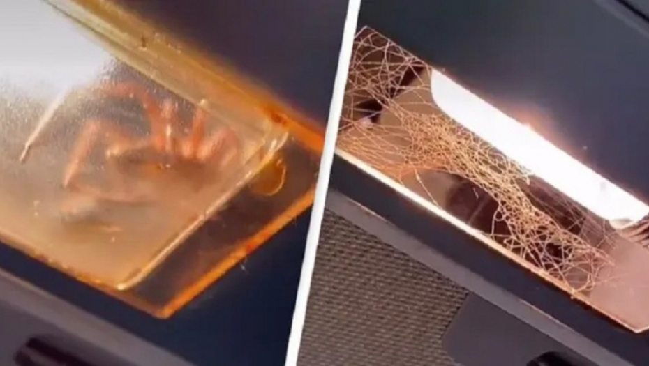 tiktoker, tiktok, pauk