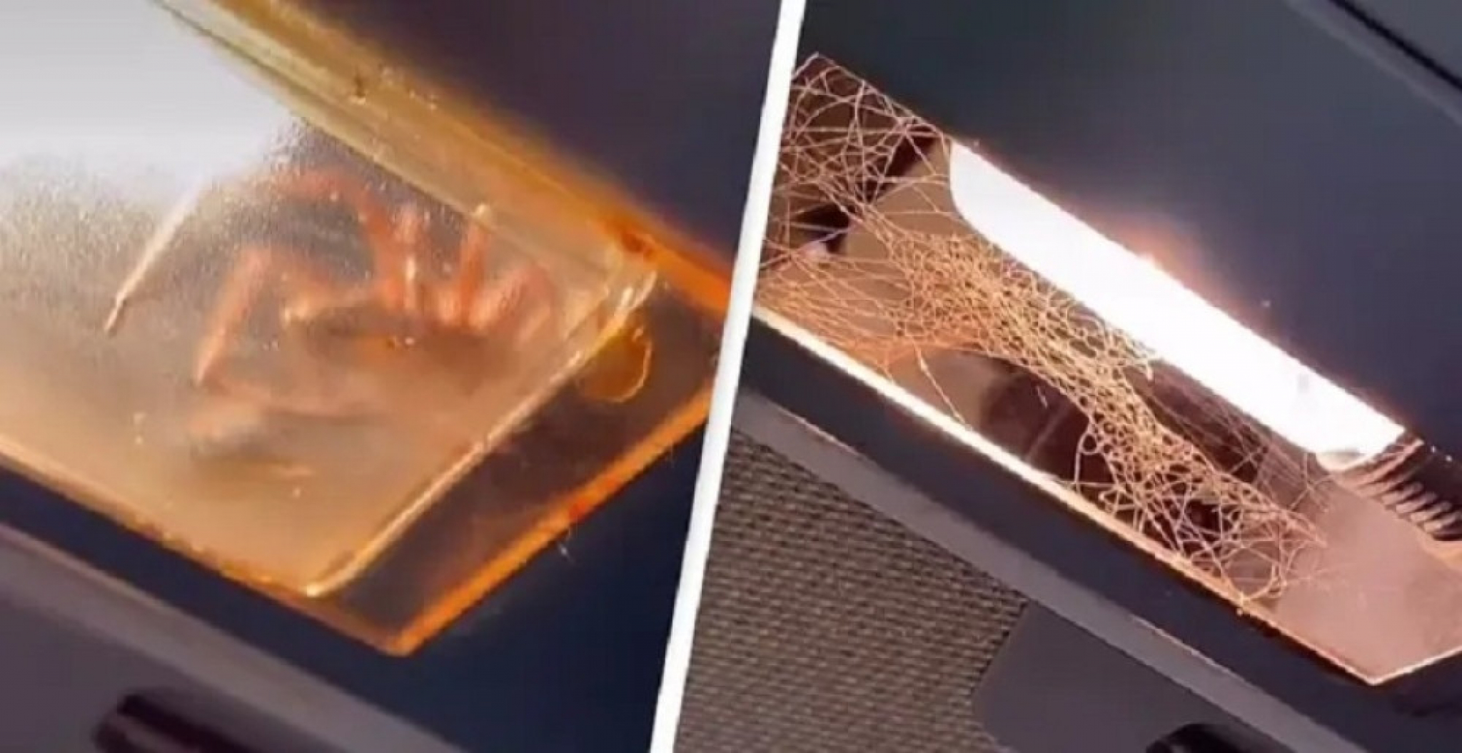 tiktoker, tiktok, pauk